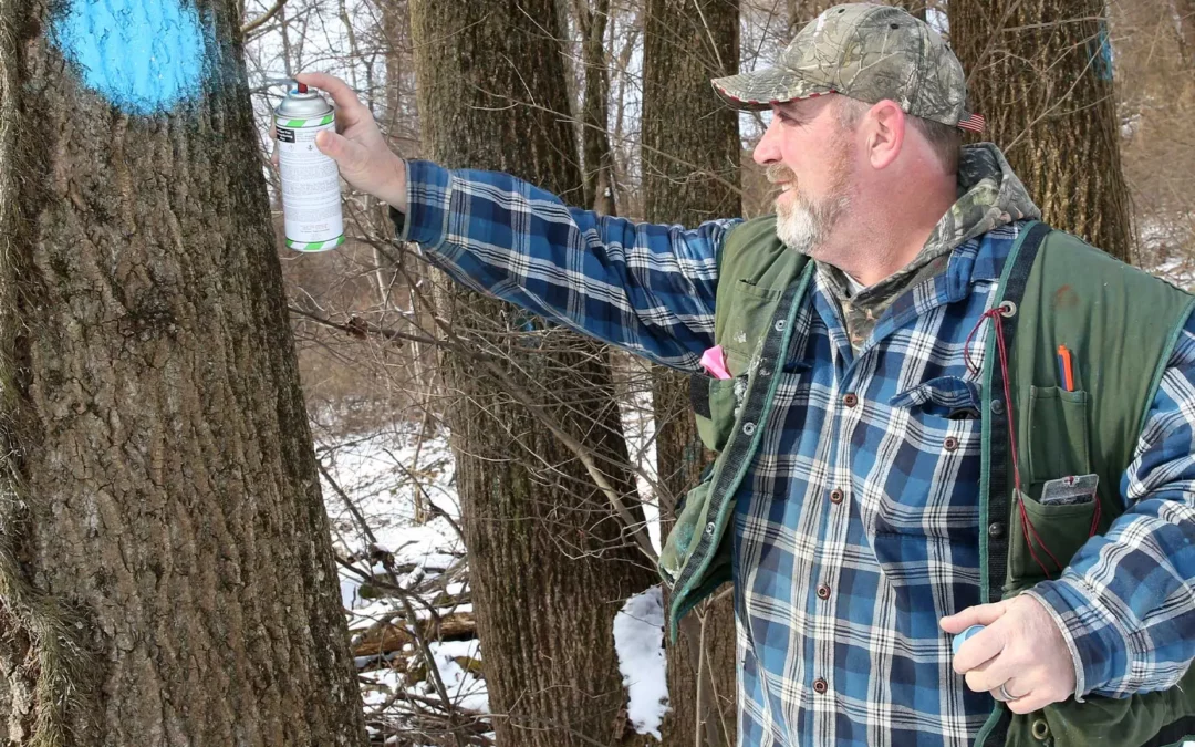 WHY ARE ASH TREES BEING REMOVED FROM MY PROPERTY?