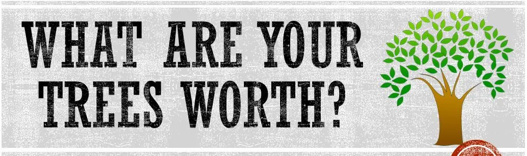 what-are-your-trees-worth