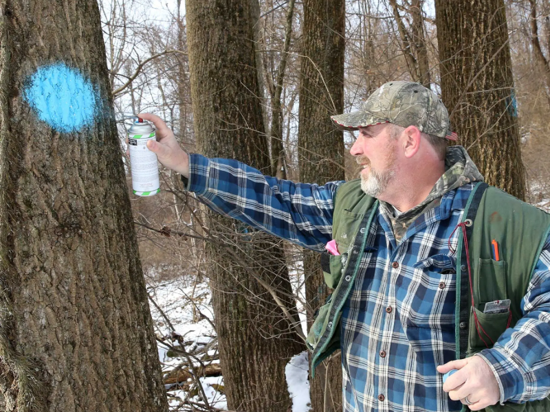 Timber Management by lead forester, Jeffrey Eason